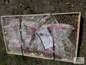 lot 203 image: Crate of (5) 9200lb ratchet binders, (10) 20f...