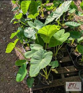 lot 228 image: 18x&nbsp1 gallon potted elephant e...