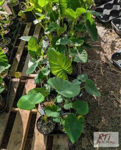 lot 229 image: 18x 1 gallon potted elephant ear pl...