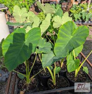 lot 230 image: 16x 2 gallon potted elephant ear pl...