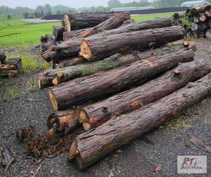 lot 243 image: Hickory Firewood.&nbspThis item is...