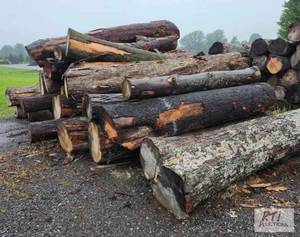 lot 244 image: Mixed firewood (pile next to F-150)...